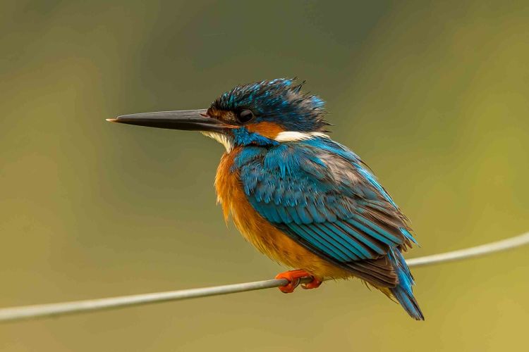 Ria Formosa Natural Park Algarve Birdwatching Eurasian kingfisher