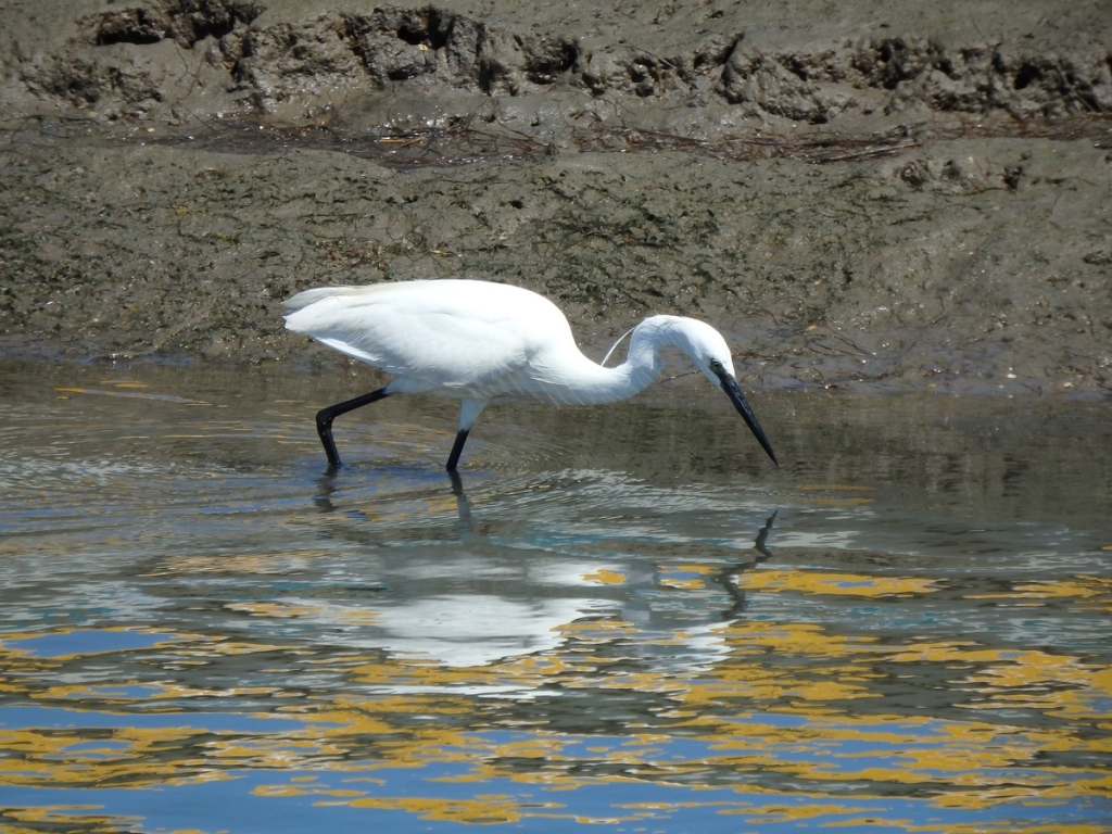 Birdwatching Ria Formosa Algarve Little egret